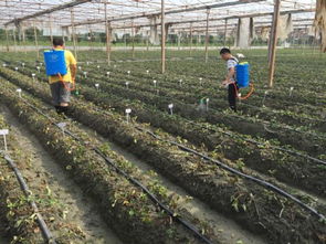 科技助力綠色農(nóng)業(yè) 四川農(nóng)科院植保所深入雙流開展草莓病害防控服務(wù)