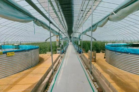 農政齊民 以魚菜共生智慧工廠，書寫城市菜籃子保供新篇章